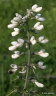 Baptisia lactea