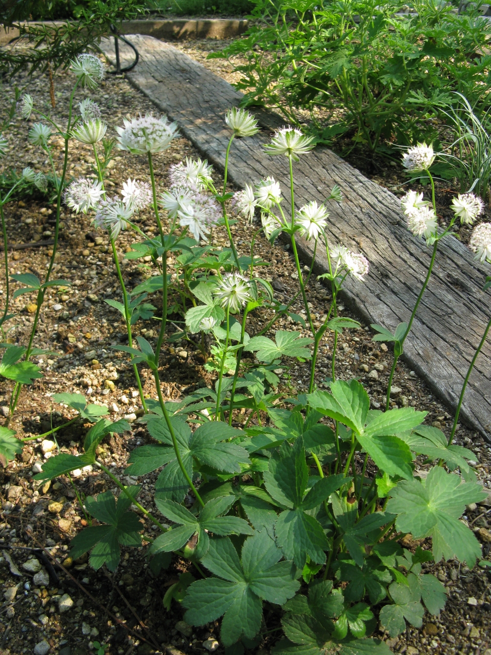 Astrantia major