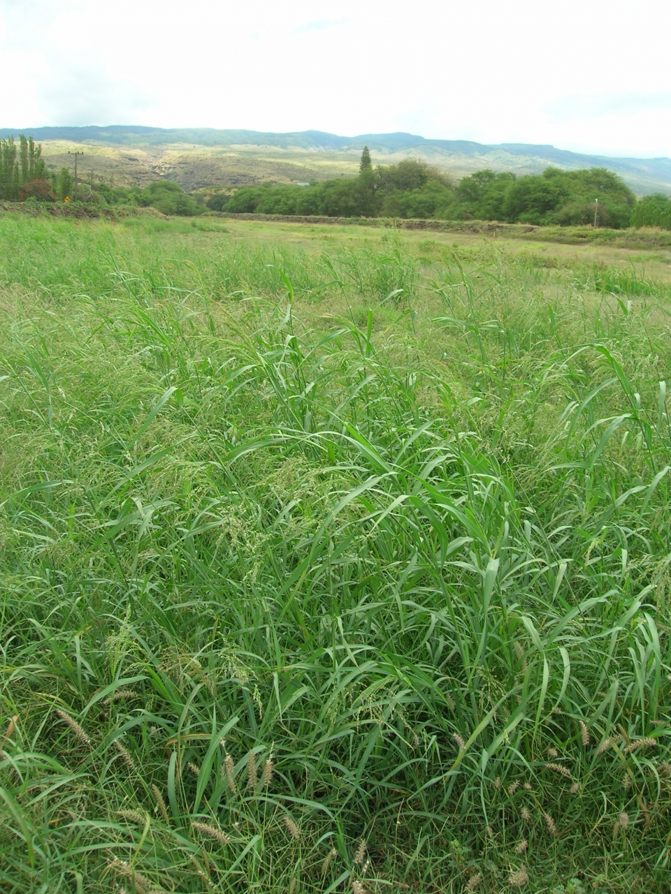 Panicum antidotale