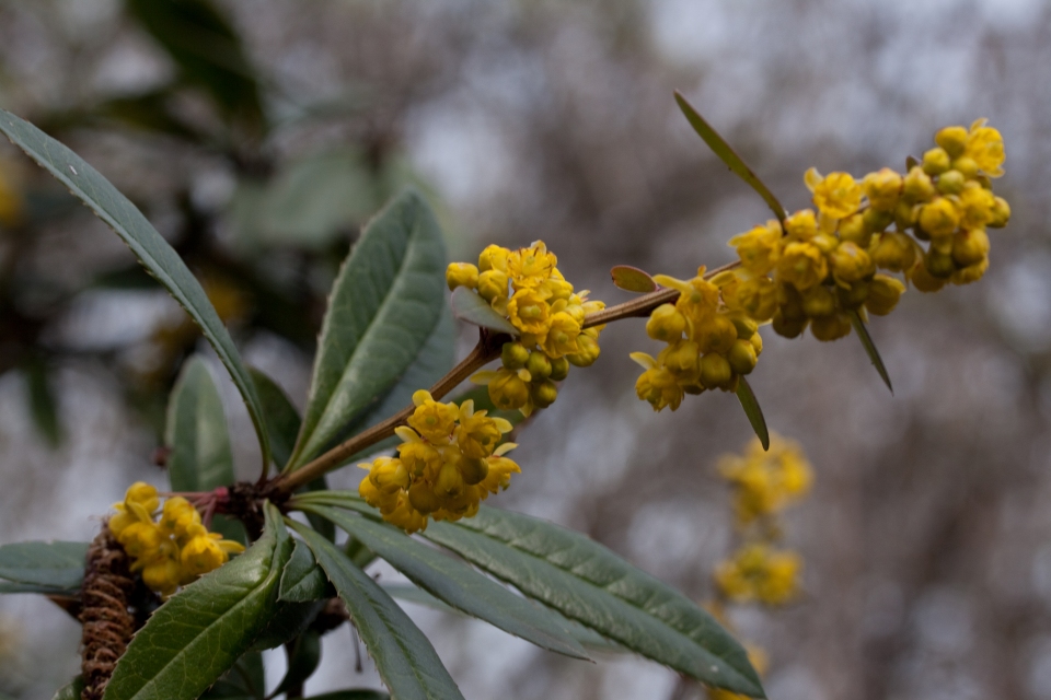 Berberis gagnepainii