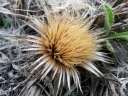 Carlina gummifera