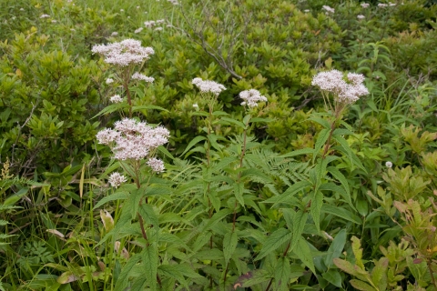 Eupatorium chinense