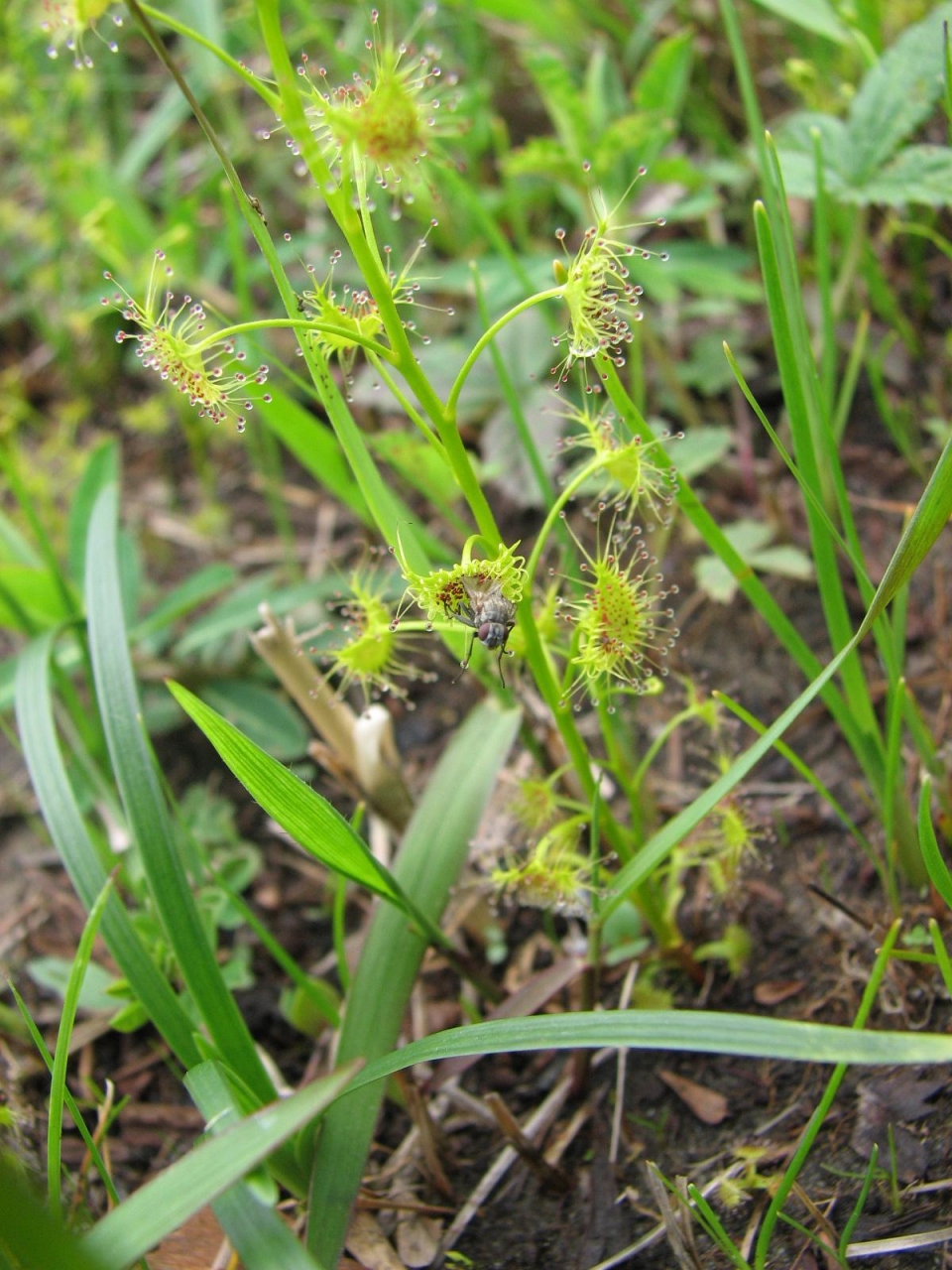 Drosera peltata