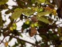 Actinidia polygama