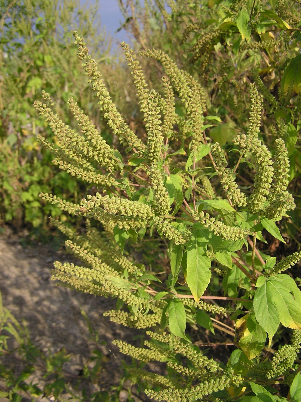 Ambrosia trifida