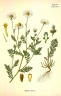 Anthemis cotula