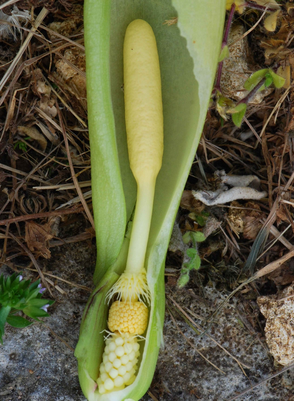 Arum italicum