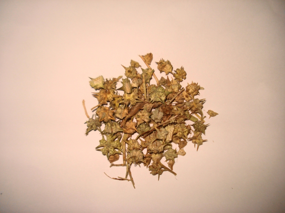 Tribulus terrestris