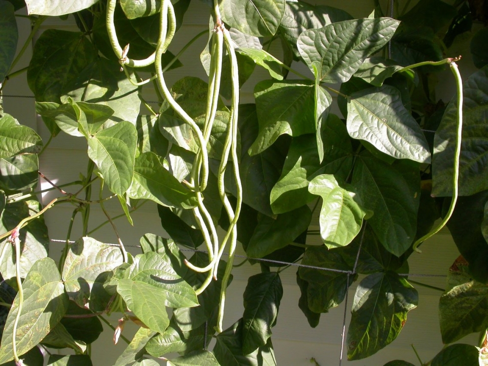 Vigna unguiculata sesquipedalis