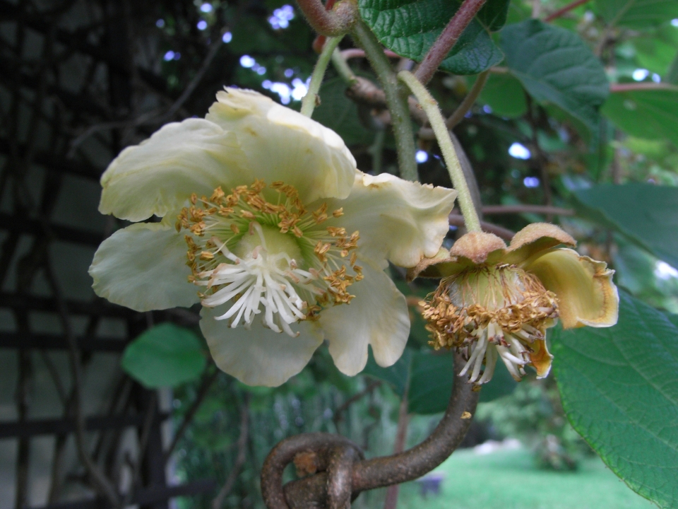 Actinidia deliciosa