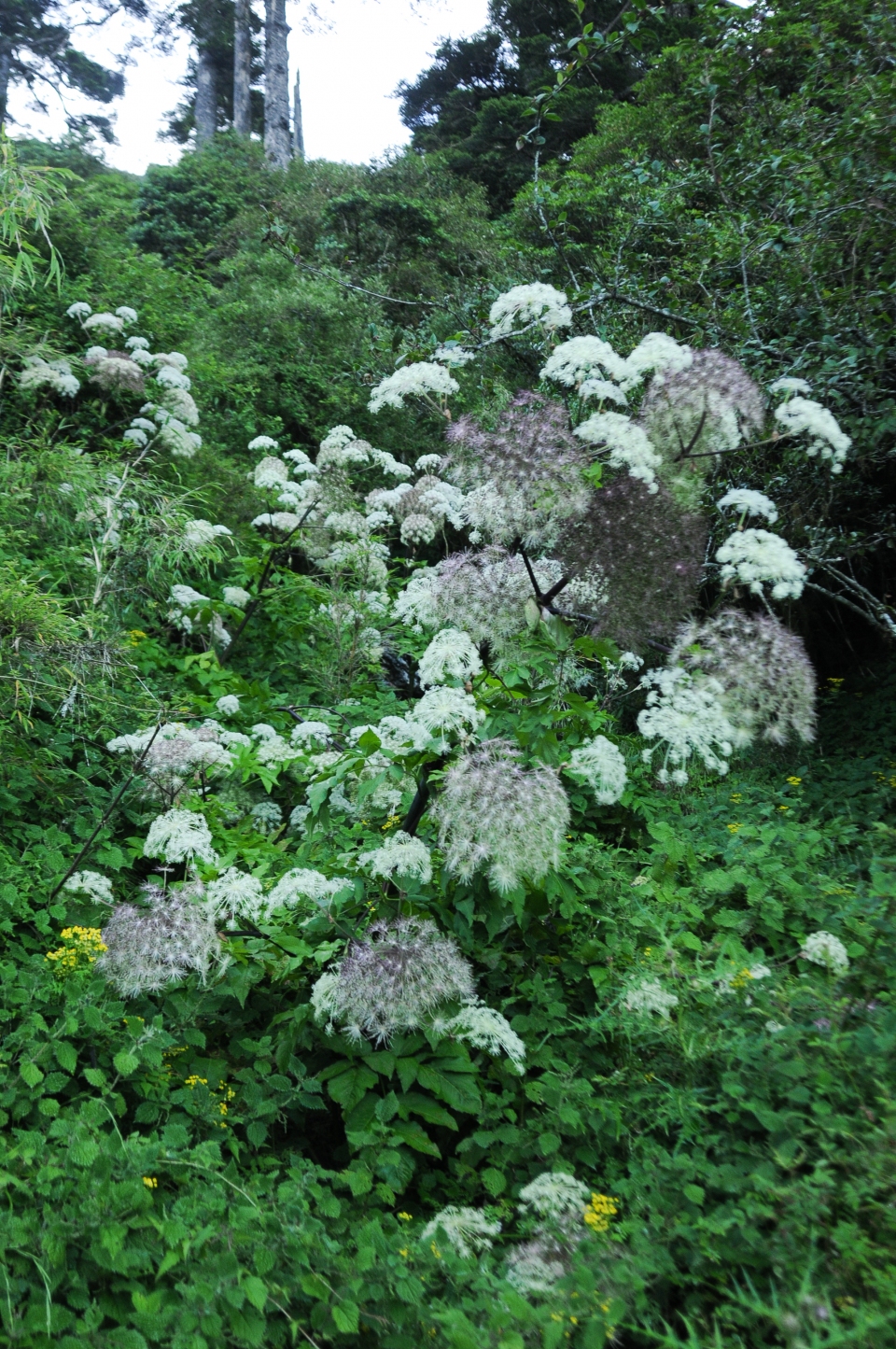 Angelica morrisonicola