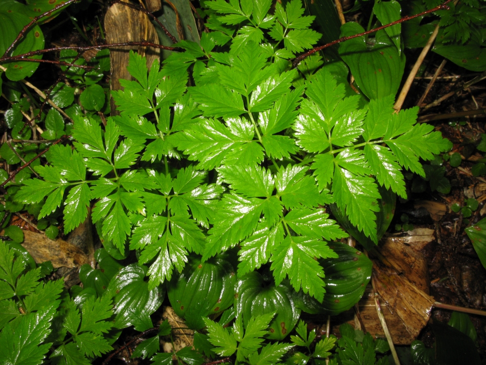 Aegopodium alpestre