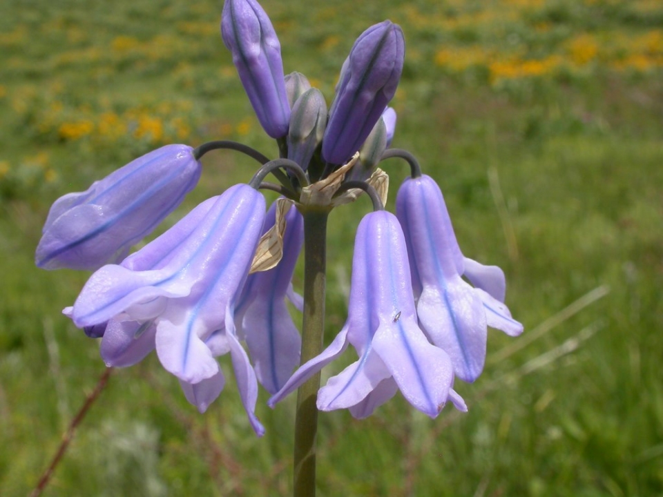 Triteleia grandiflora