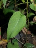 Symphyotrichum cordifolium