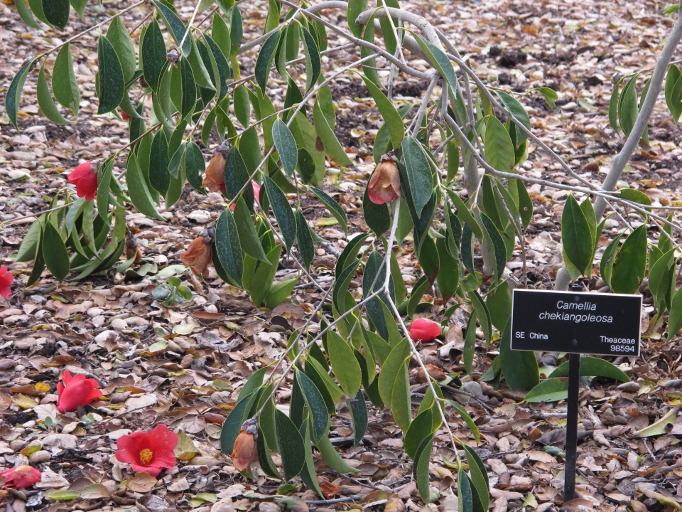 Camellia chekiangoleosa