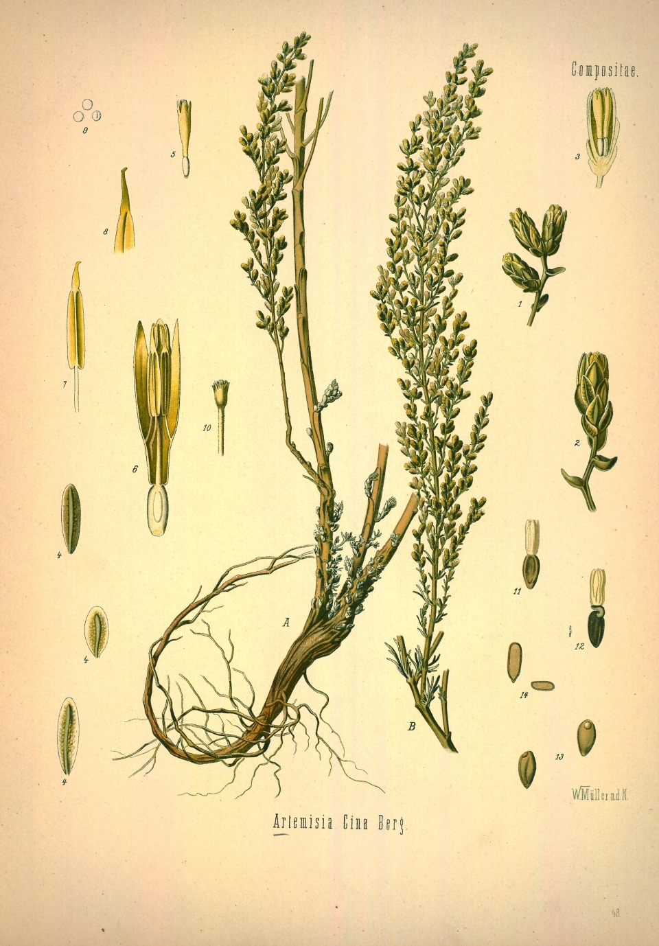 Artemisia cina