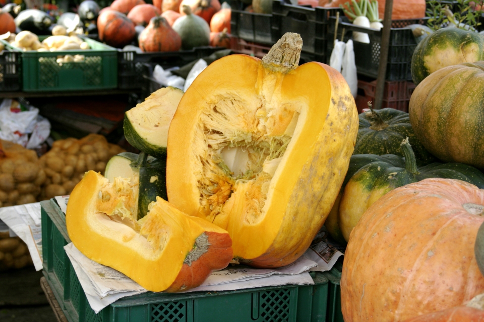 Cucurbita maxima