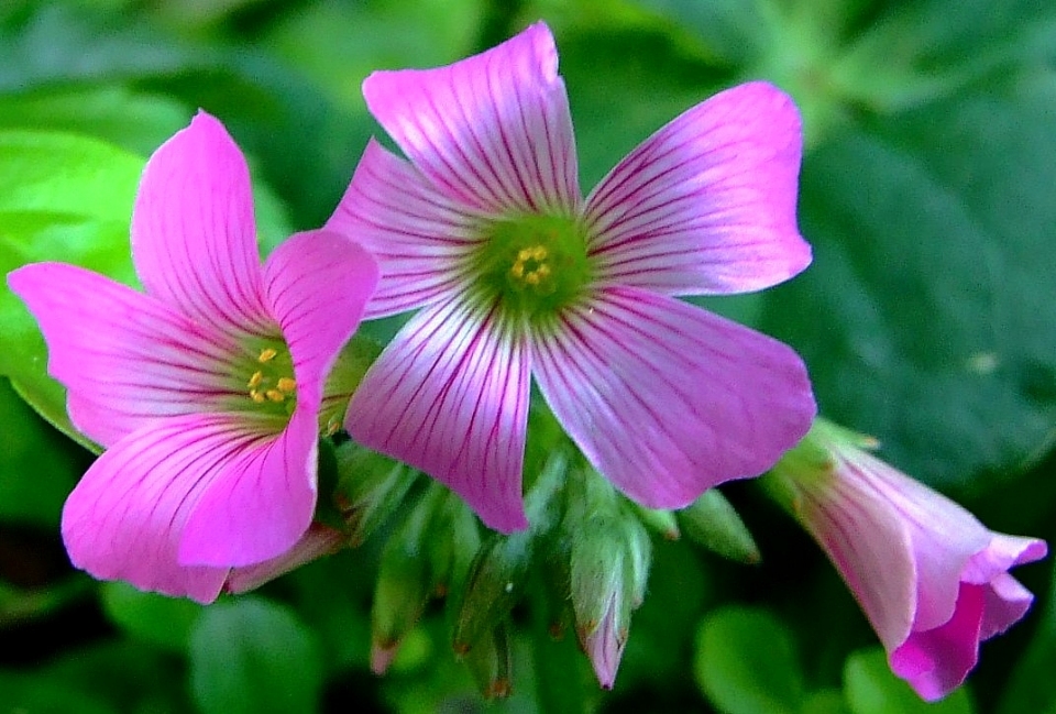 Oxalis corymbosa