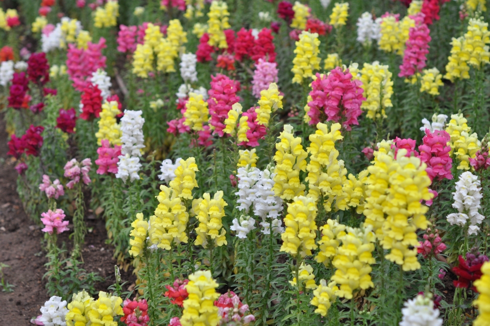 Antirrhinum majus