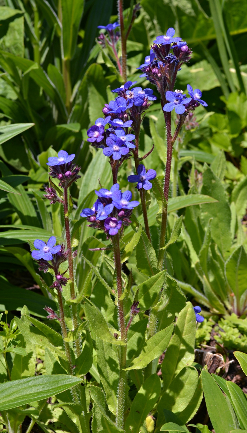 Anchusa azurea