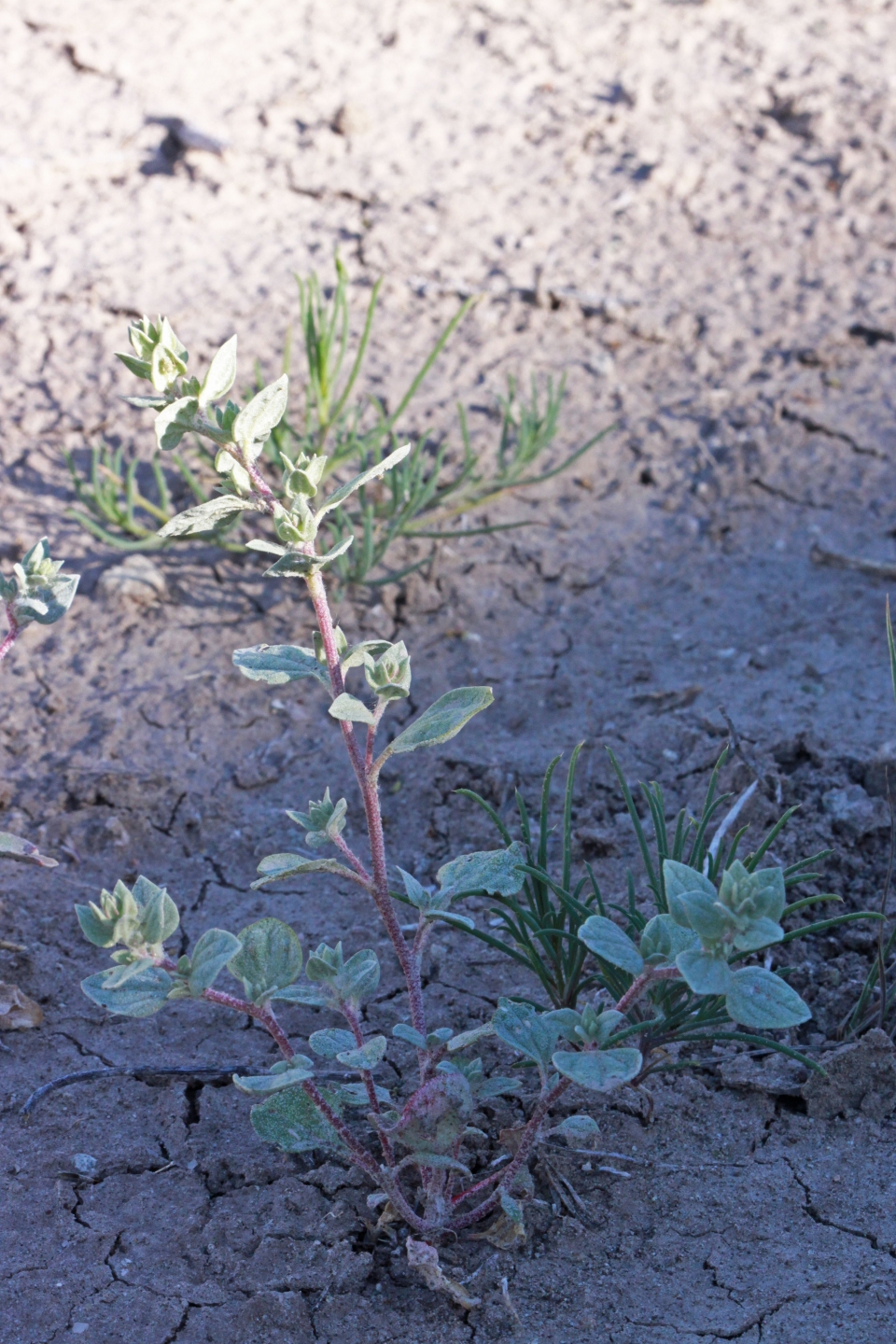 Atriplex powellii