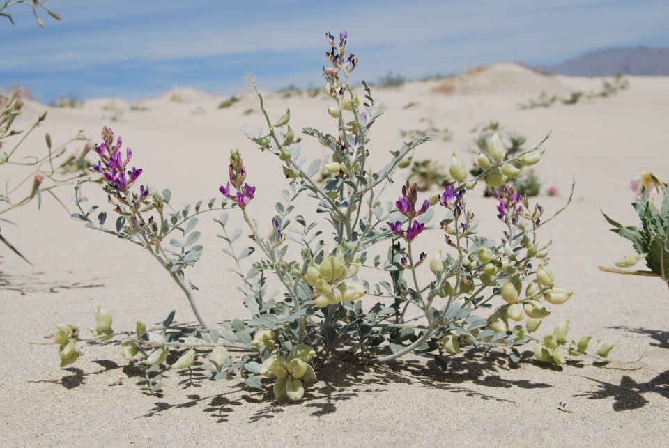 Astragalus lentiginosus