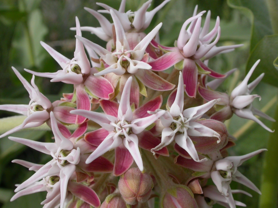 Asclepias speciosa