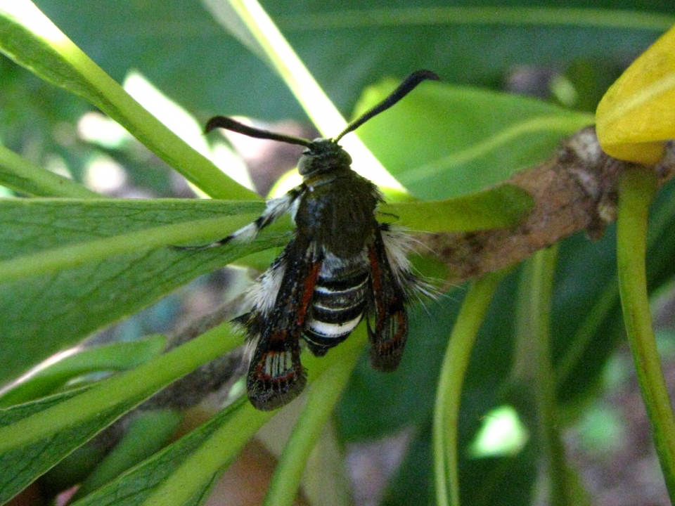 Coccinia grandis