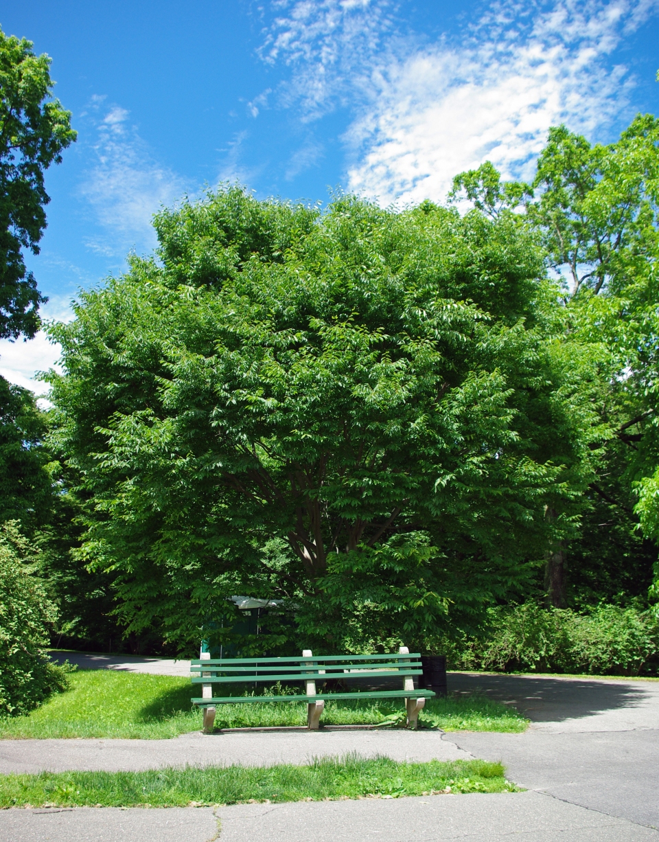 Zelkova schneideriana