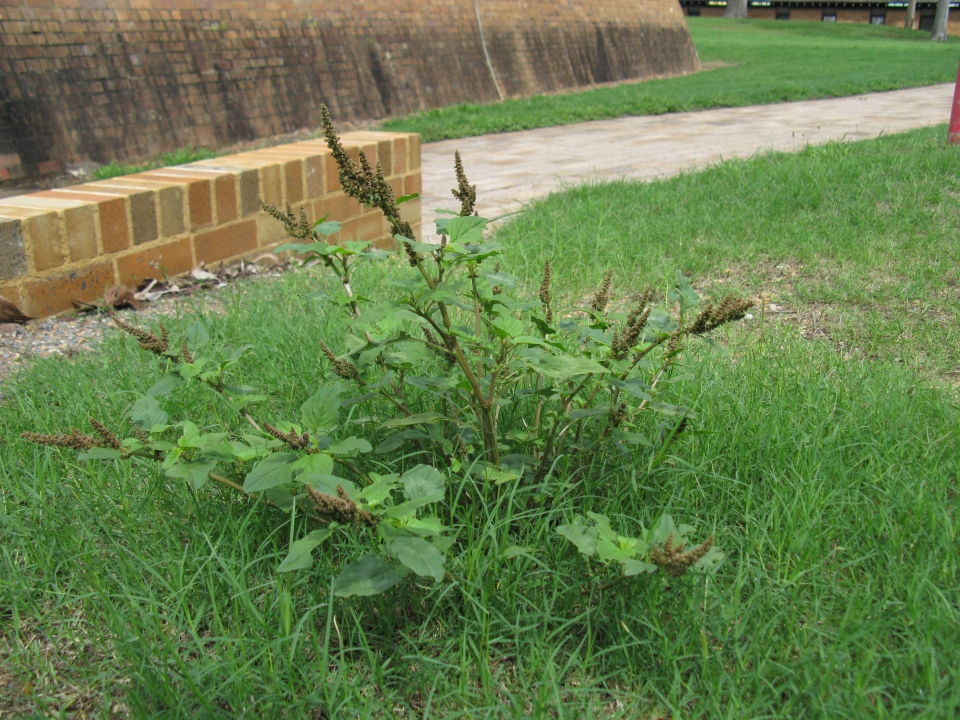 Amaranthus viridis