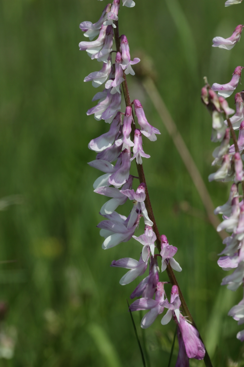 Vicia tenuifolia