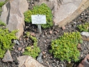 Azorella trifurcata