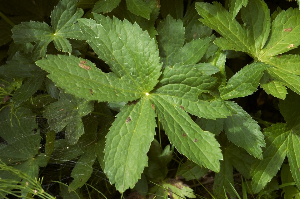 Astrantia major