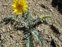 Balsamorhiza incana