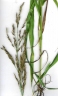 Sorghum halepense