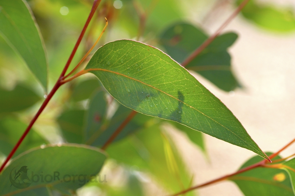 Eucalyptus obliqua