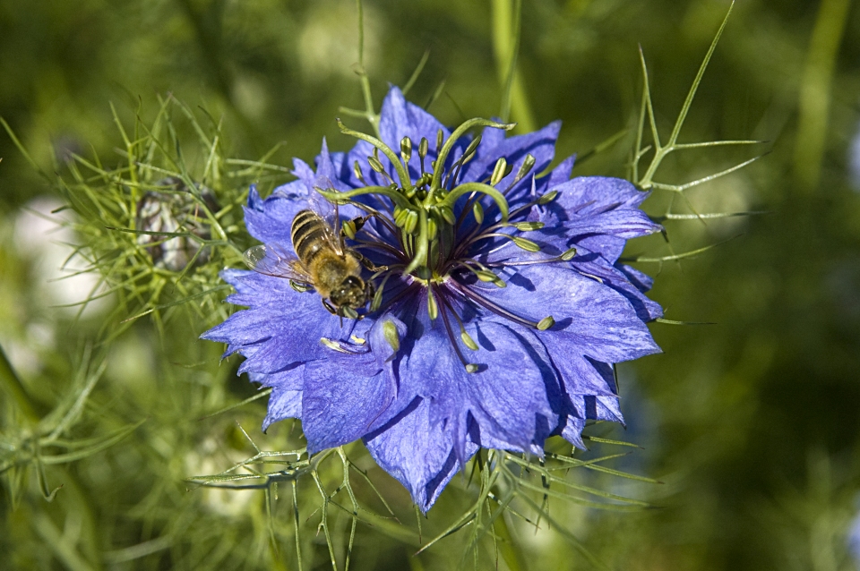 Nigella sativa