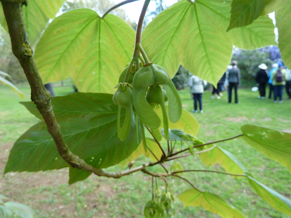 Acer sterculiaceum