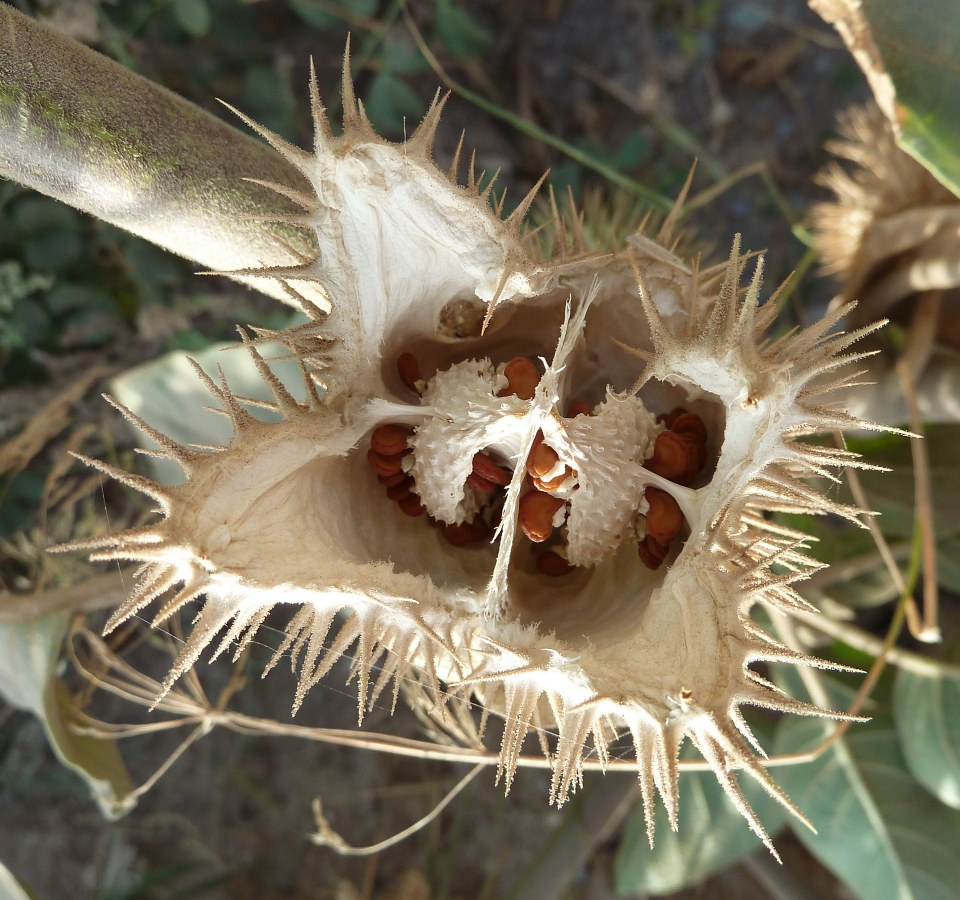 Datura inoxia