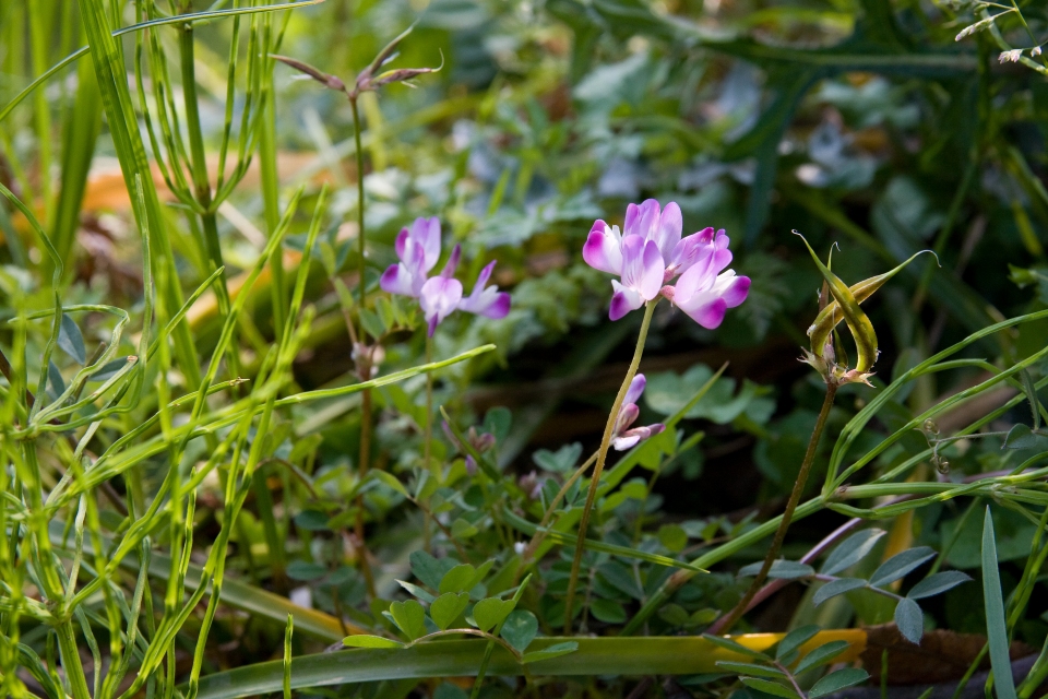 Astragalus sinicus