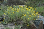 Chrysocephalum apiculatum