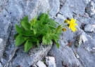 Arnica ovata