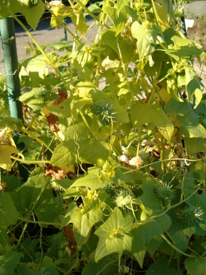 Cyclanthera brachystachya