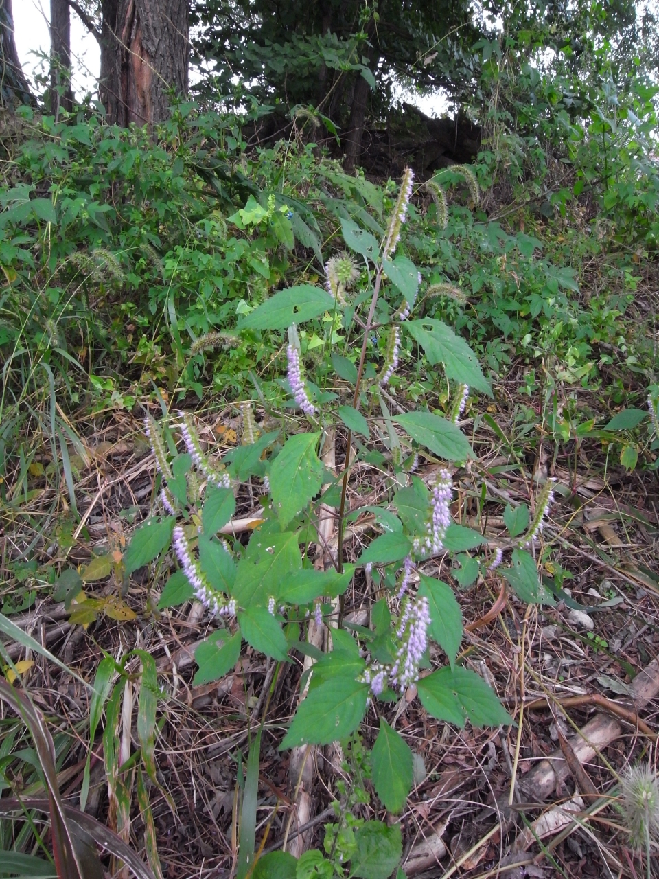 Elsholtzia ciliata