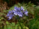 Agapanthus campanulatus