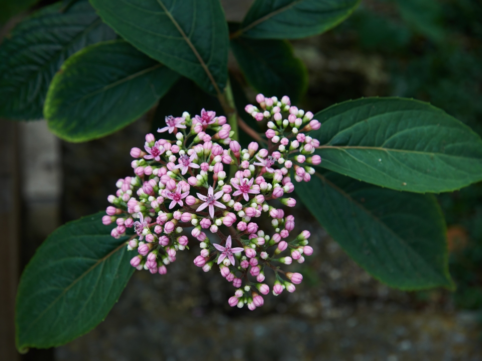 Dichroa febrifuga
