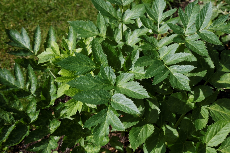 Angelica archangelica