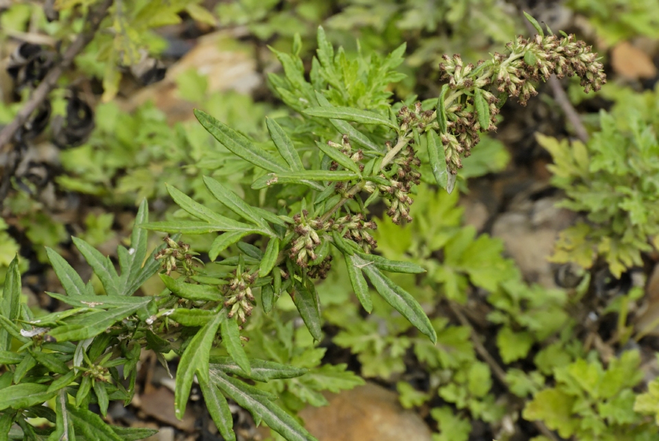 Artemisia verlotiorum