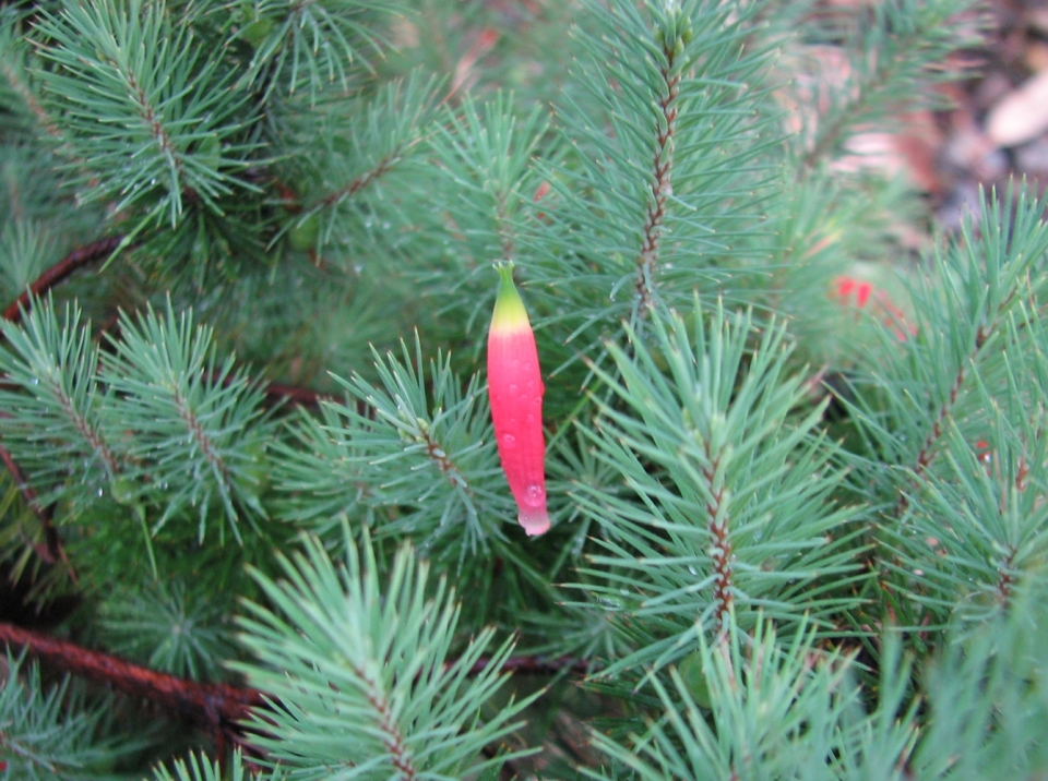 Astroloma pinifolium