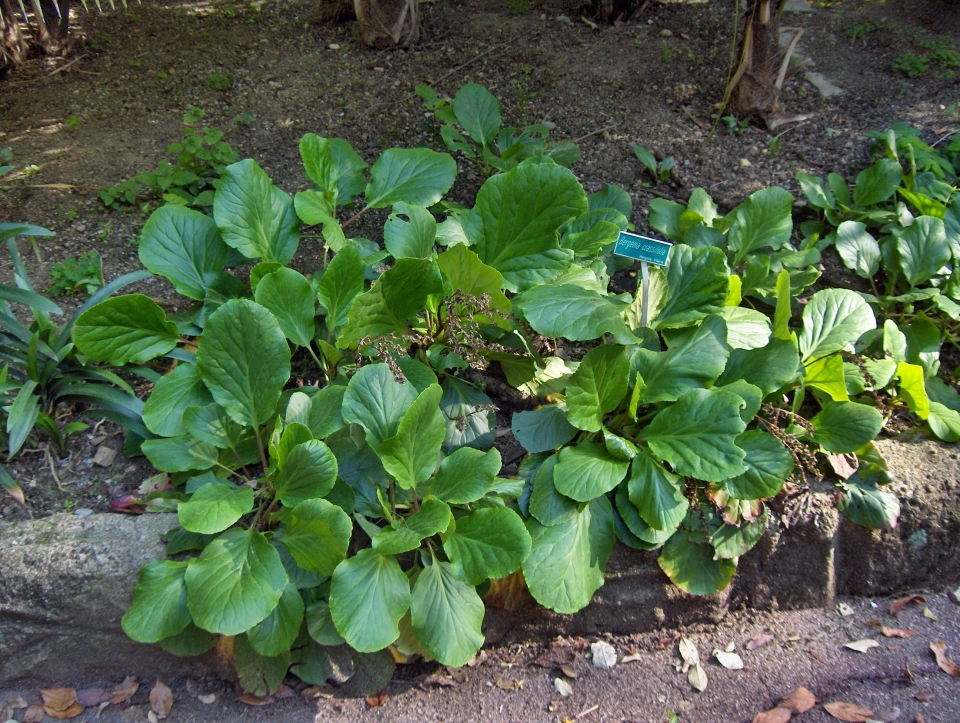 Bergenia crassifolia